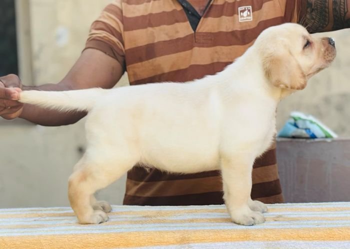 DogsIndia.com - Labrador Retriever - Karthick