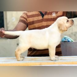 DogsIndia.com - Labrador Retriever - Karthick