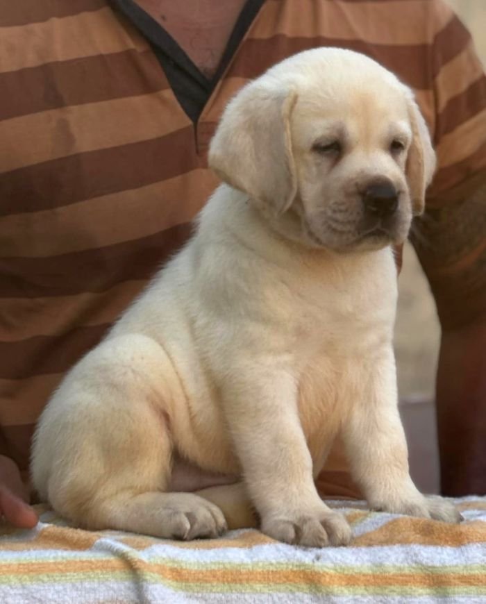 DogsIndia.com - Labrador Retriever - Karthick