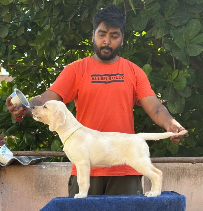 DogsIndia.com - Labrador Retriever - Karthick