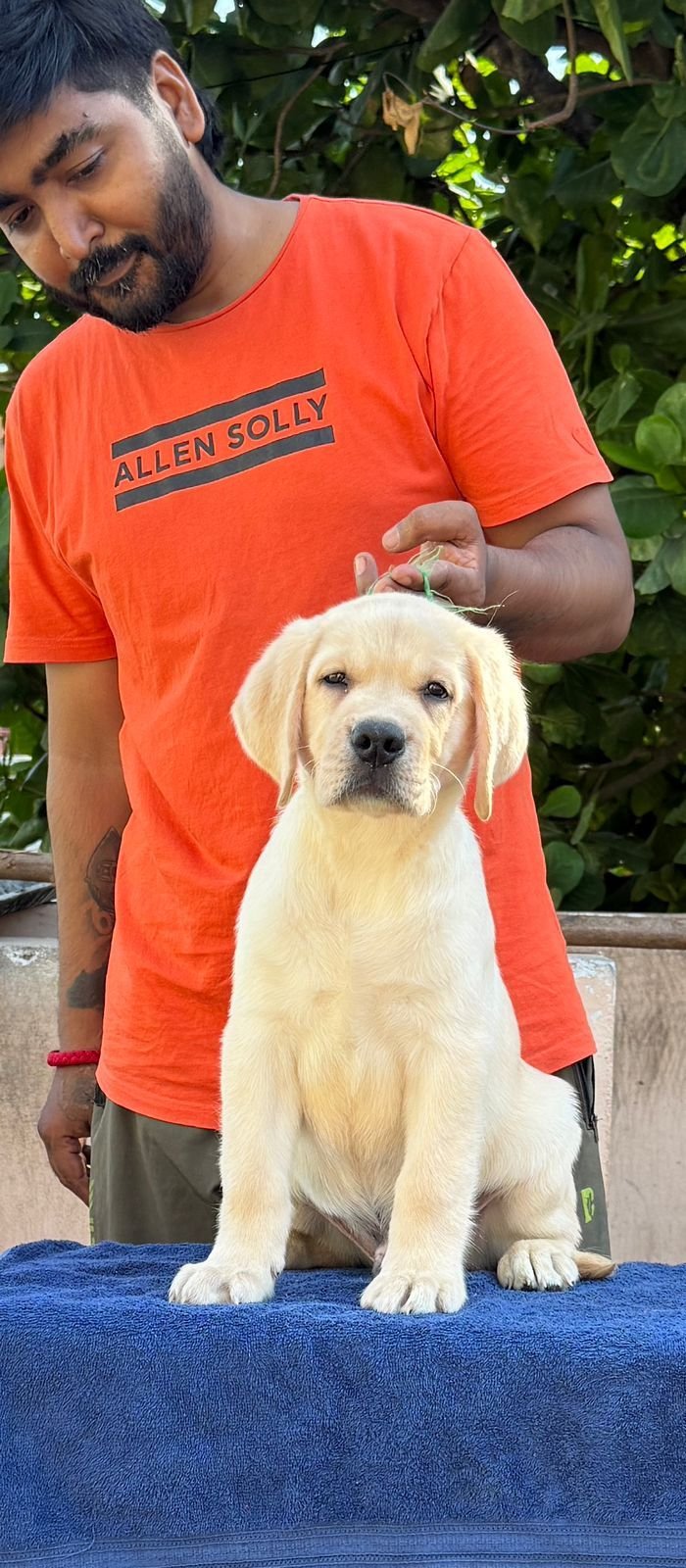 DogsIndia.com - Labrador Retriever - Karthick