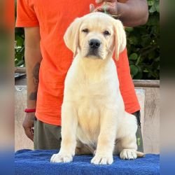 DogsIndia.com - Labrador Retriever - Karthick