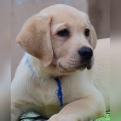 DogsIndia.com - Labrador Retriever - Karthick