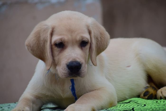 DogsIndia.com - Labrador Retriever - Karthick