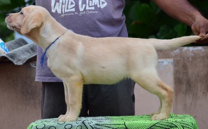 DogsIndia.com - Labrador Retriever - Karthick