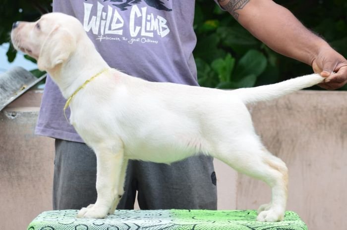 DogsIndia.com - Labrador Retriever - Karthick