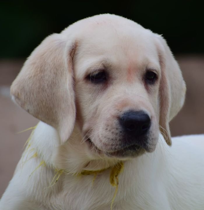 DogsIndia.com - Labrador Retriever - Karthick