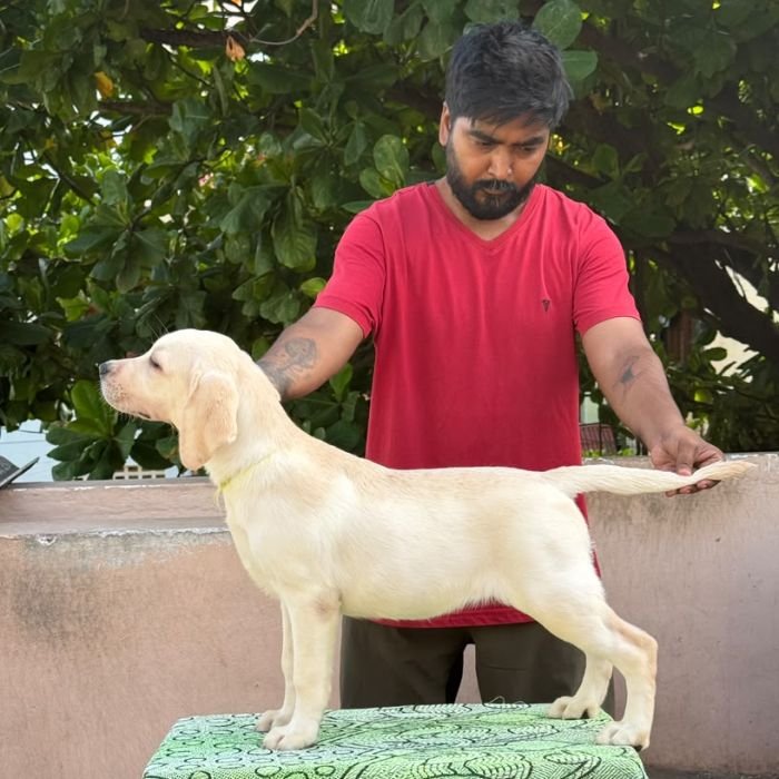 DogsIndia.com - Labrador Retriever - Karthick