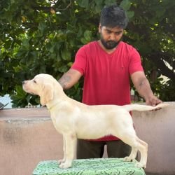 DogsIndia.com - Labrador Retriever - Karthick