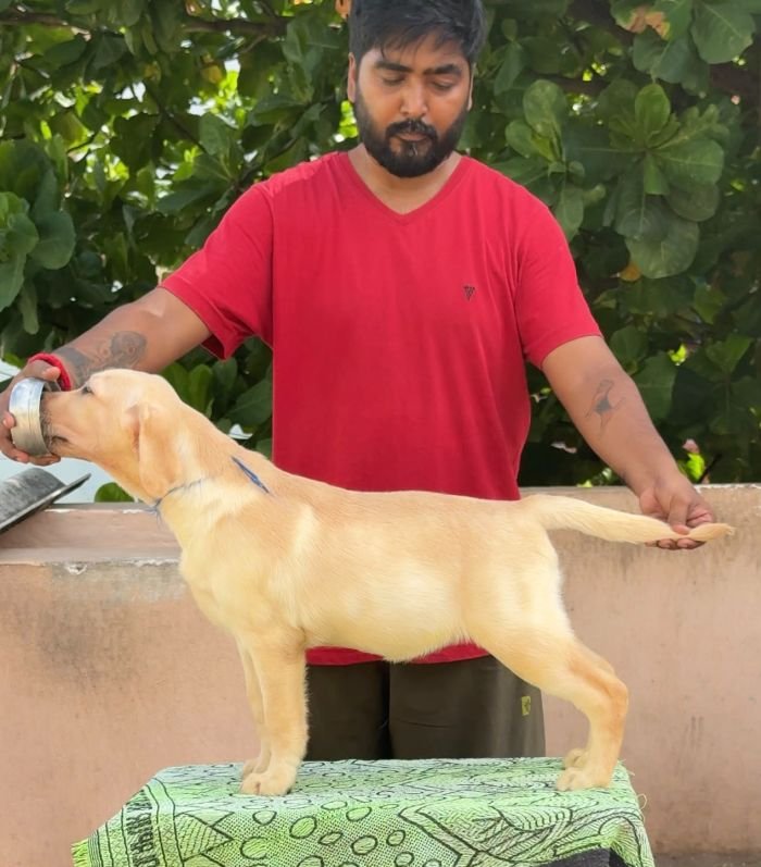 DogsIndia.com - Labrador Retriever - Karthick