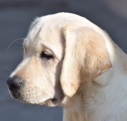 DogsIndia.com - Labrador Retriever - Karthick