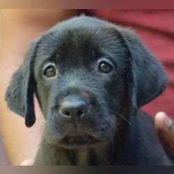 DogsIndia.com - Labrador Retriever - Karthik