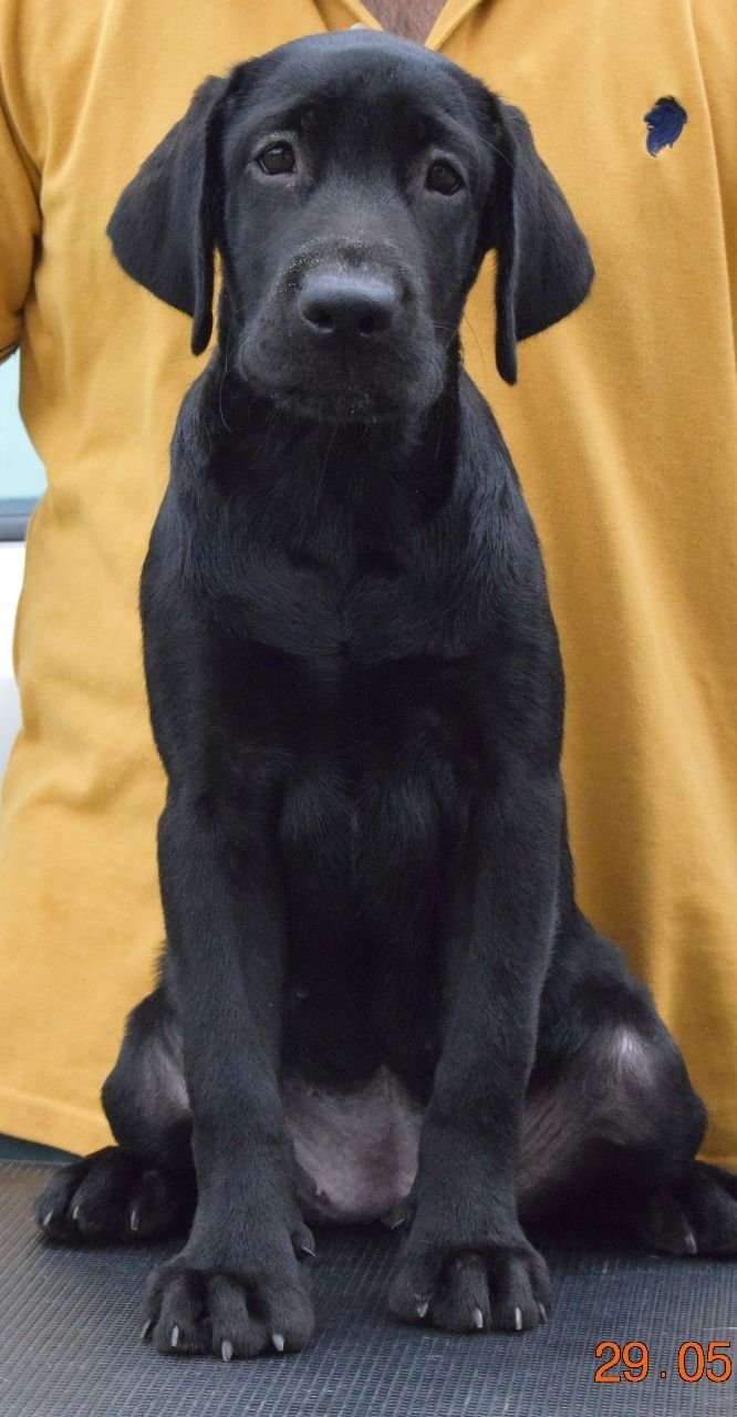 DogsIndia.com - Labrador Retriever - Karthik