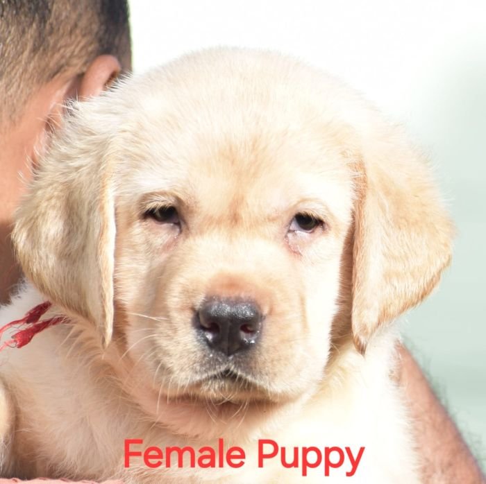 DogsIndia.com - Labrador - Udaya - Asurakulam 