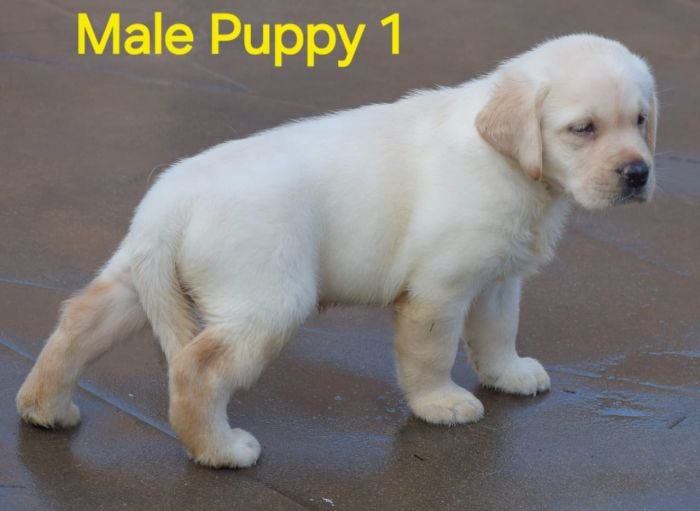 DogsIndia.com - Labrador - Udaya - Asurakulam 