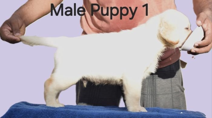 DogsIndia.com - Labrador - Udaya - Asurakulam 