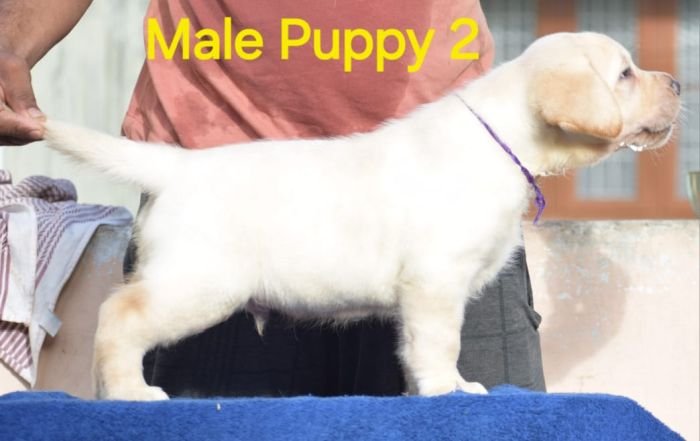 DogsIndia.com - Labrador - Udaya - Asurakulam 