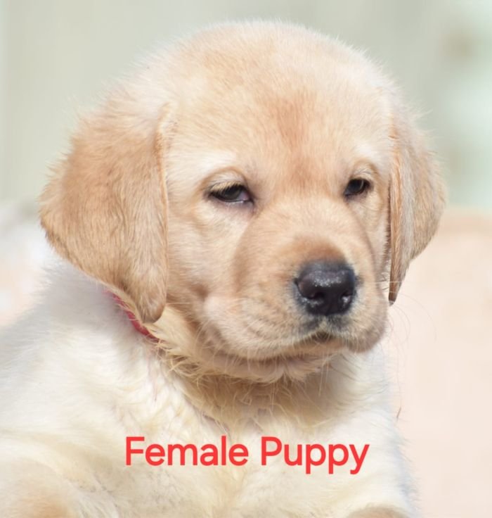 DogsIndia.com - Labrador - Udaya - Asurakulam 