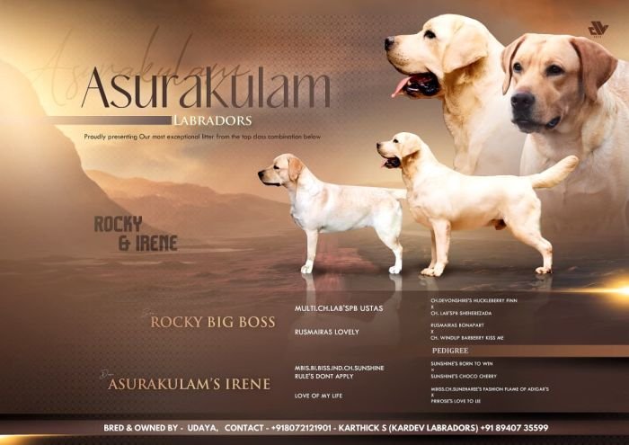 DogsIndia.com - Labrador - Udaya - Asurakulam 