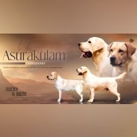 DogsIndia.com - Labrador - Udaya - Asurakulam 