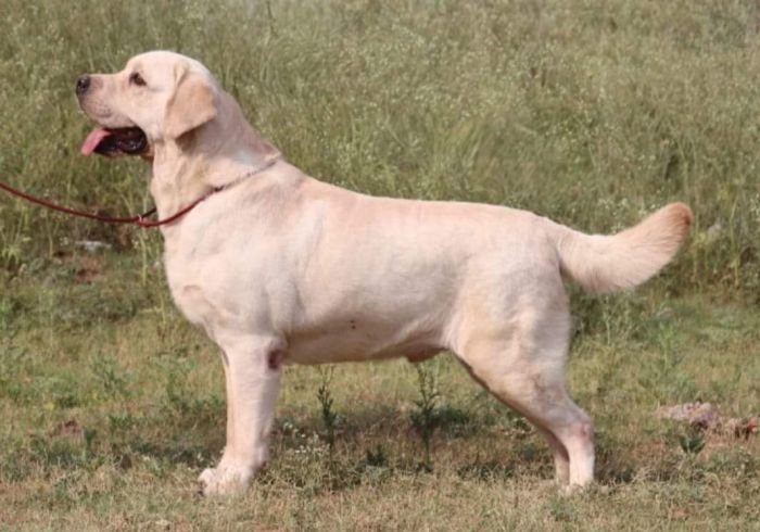 DogsIndia.com - Labrador - Udaya - Asurakulam 