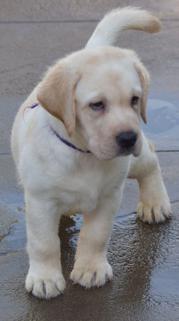 DogsIndia.com - Labrador - Udaya - Asurakulam 