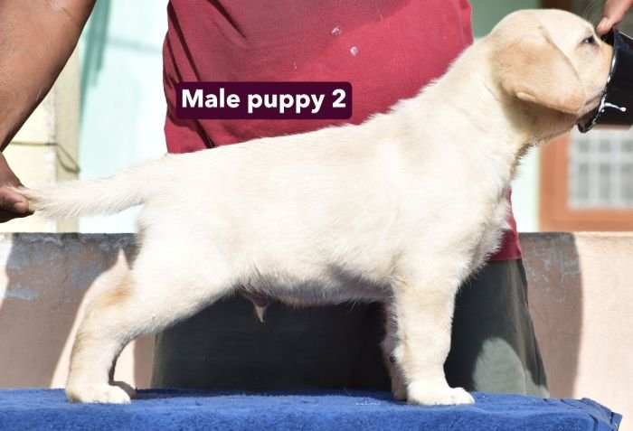 DogsIndia.com - Labrador - Udaya - Asurakulam 