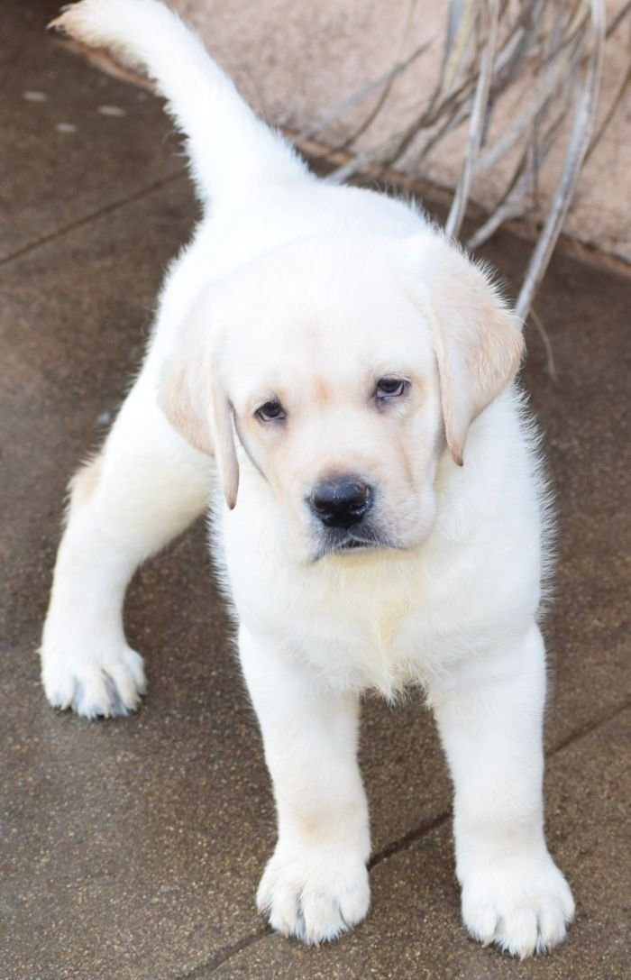 DogsIndia.com - Labrador - Udaya - Asurakulam 