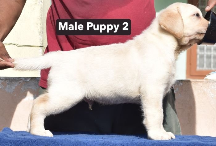 DogsIndia.com - Labrador - Udaya - Asurakulam 