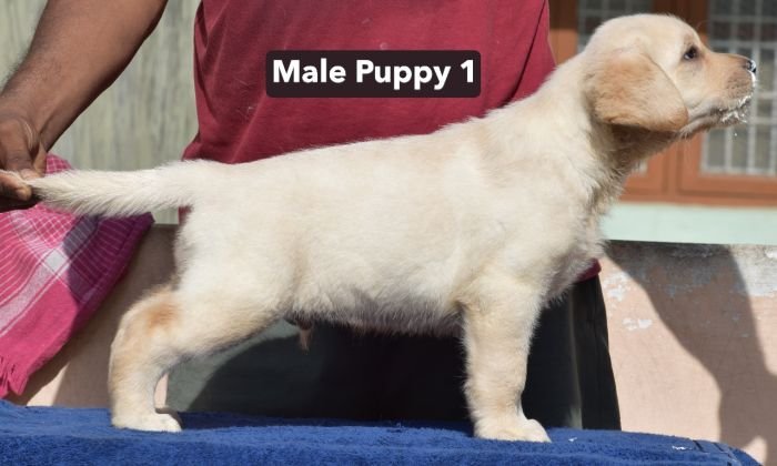 DogsIndia.com - Labrador - Udaya - Asurakulam 