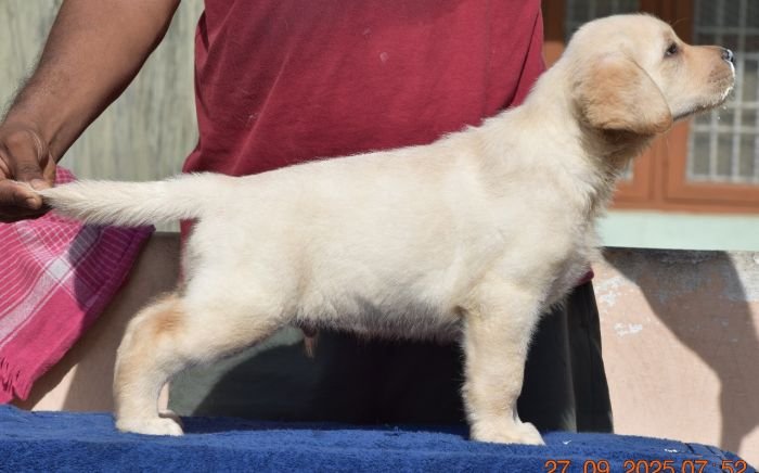 DogsIndia.com - Labrador - Udaya - Asurakulam 
