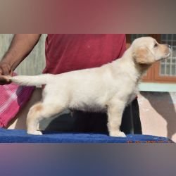 DogsIndia.com - Labrador - Udaya - Asurakulam 