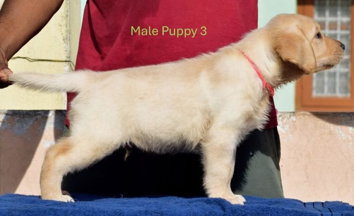 DogsIndia.com - Labrador - Udaya - Asurakulam 