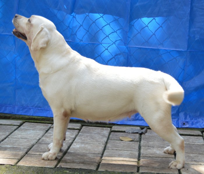 DogsIndia.com - Labrador Retriever - Little Musketeers - Kiran
