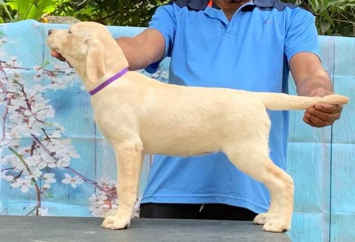 DogsIndia.com - Labrador Retriever - Little Musketeers - Kiran