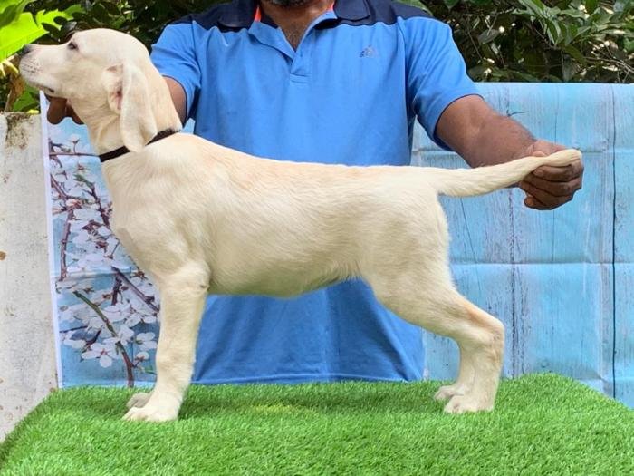 DogsIndia.com - Labrador Retriever - Little Musketeers - Kiran
