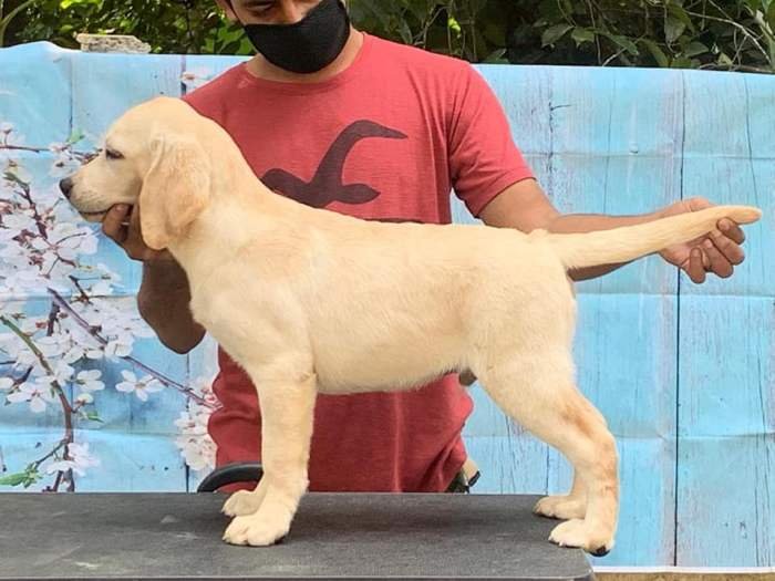 DogsIndia.com - Labrador Retriever - Little Musketeers - Kiran