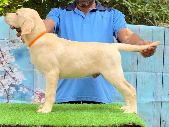 DogsIndia.com - Labrador Retriever - Little Musketeers - Kiran