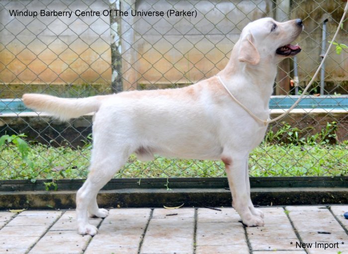DogsIndia.com - Labrador Retriever - Little Musketeers - Kiran