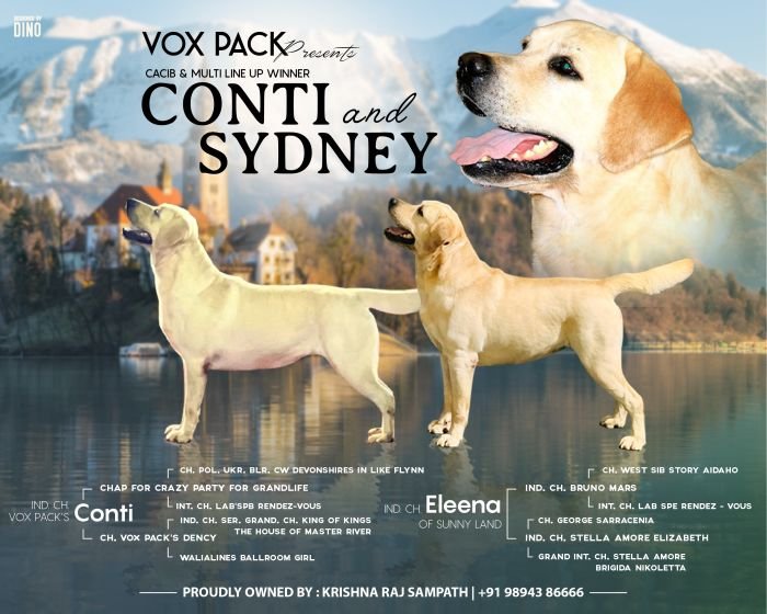 DogsIndia.com - Labrador Retriever - Krishna Raj