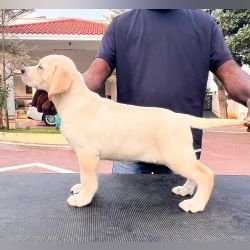 DogsIndia.com - Labrador Retriever - Krishna Raj