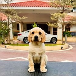 DogsIndia.com - Labrador Retriever - Krishna Raj