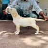 DogsIndia.com - Labrador Retriever - Krishna Raj