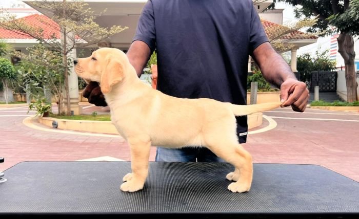 DogsIndia.com - Labrador Retriever - Krishna Raj