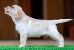 DogsIndia.com - Labrador Retriever - Krishna Raj
