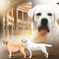 DogsIndia.com - Labrador Retriever - Krishna Raj