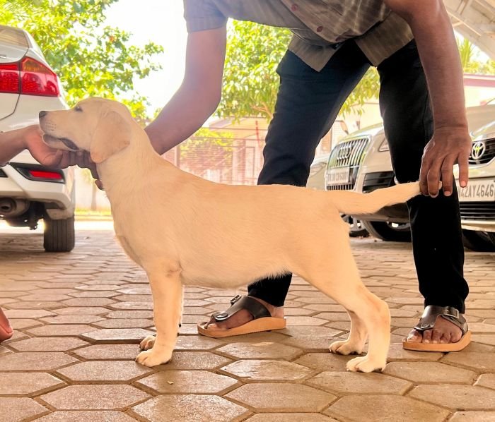 DogsIndia.com  Labrador Retriever  Krishna Raj