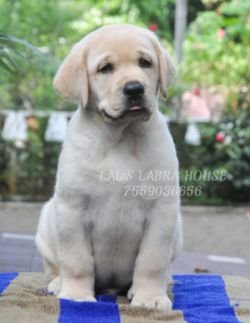 DogsIndia.com - Labrador Retriever - Ranjithlal - Lal's Labra House