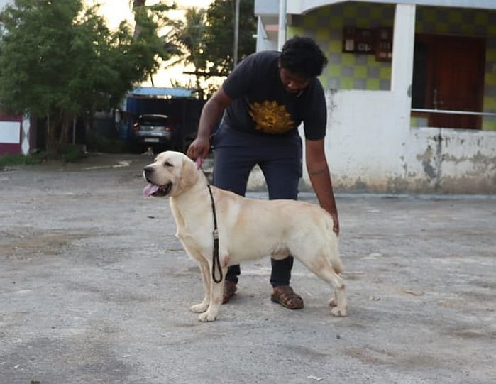 DogsIndia.com - Labrador Retriever - Lathika Kennels