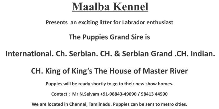 DogsIndia - Labrador - Maalba Kennels
